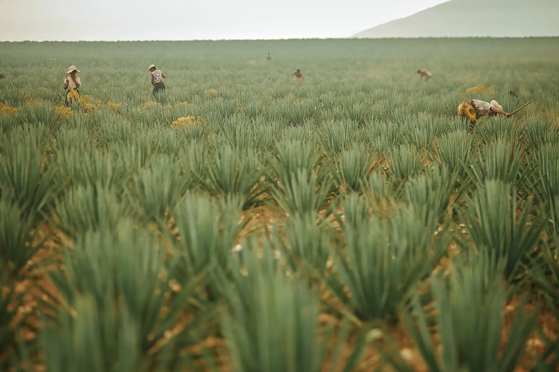 Territoire de l'Androy et plantations de sisal Gallois