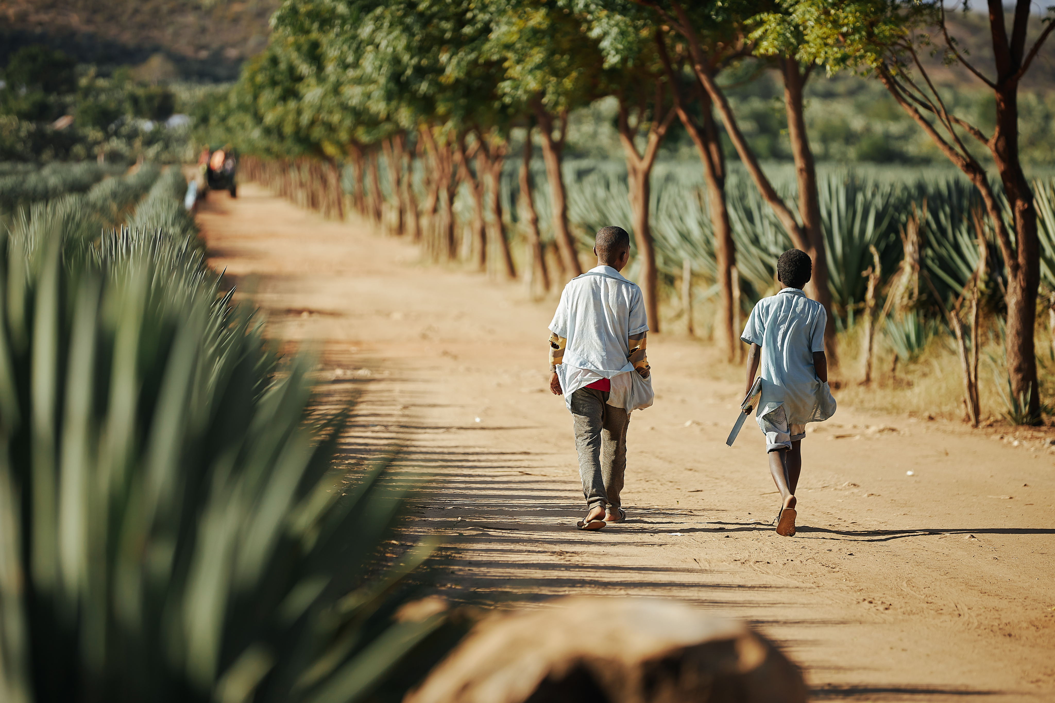 Champs de sisal au soleil