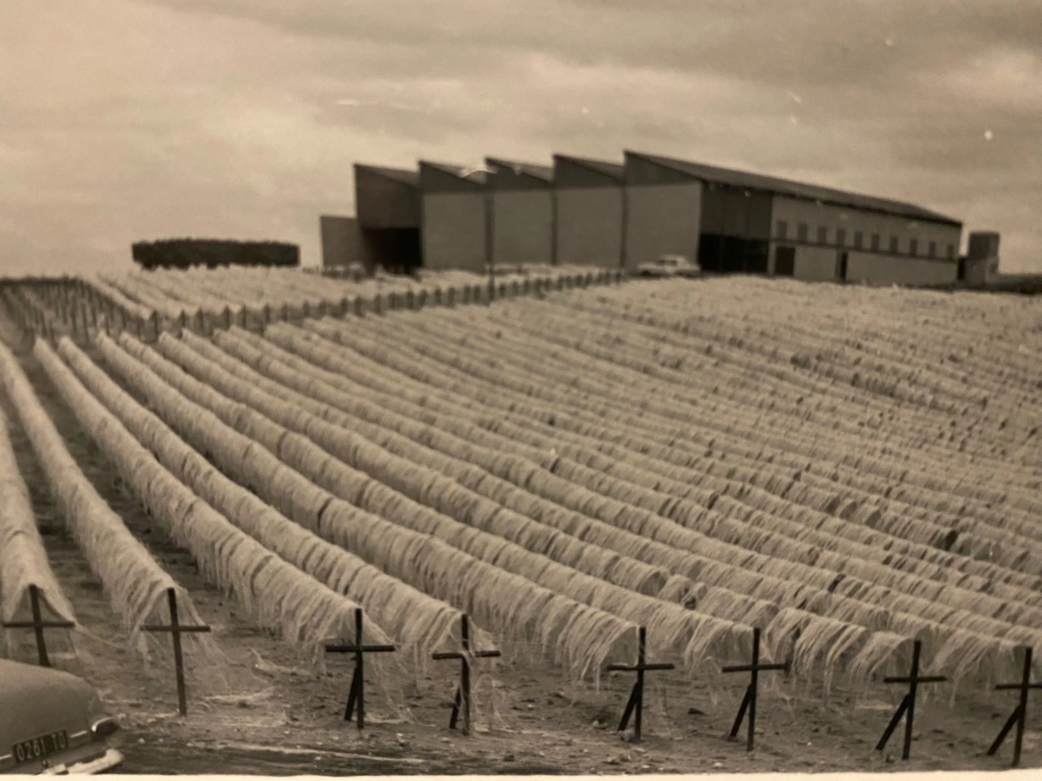 Plantation historique Mandrare