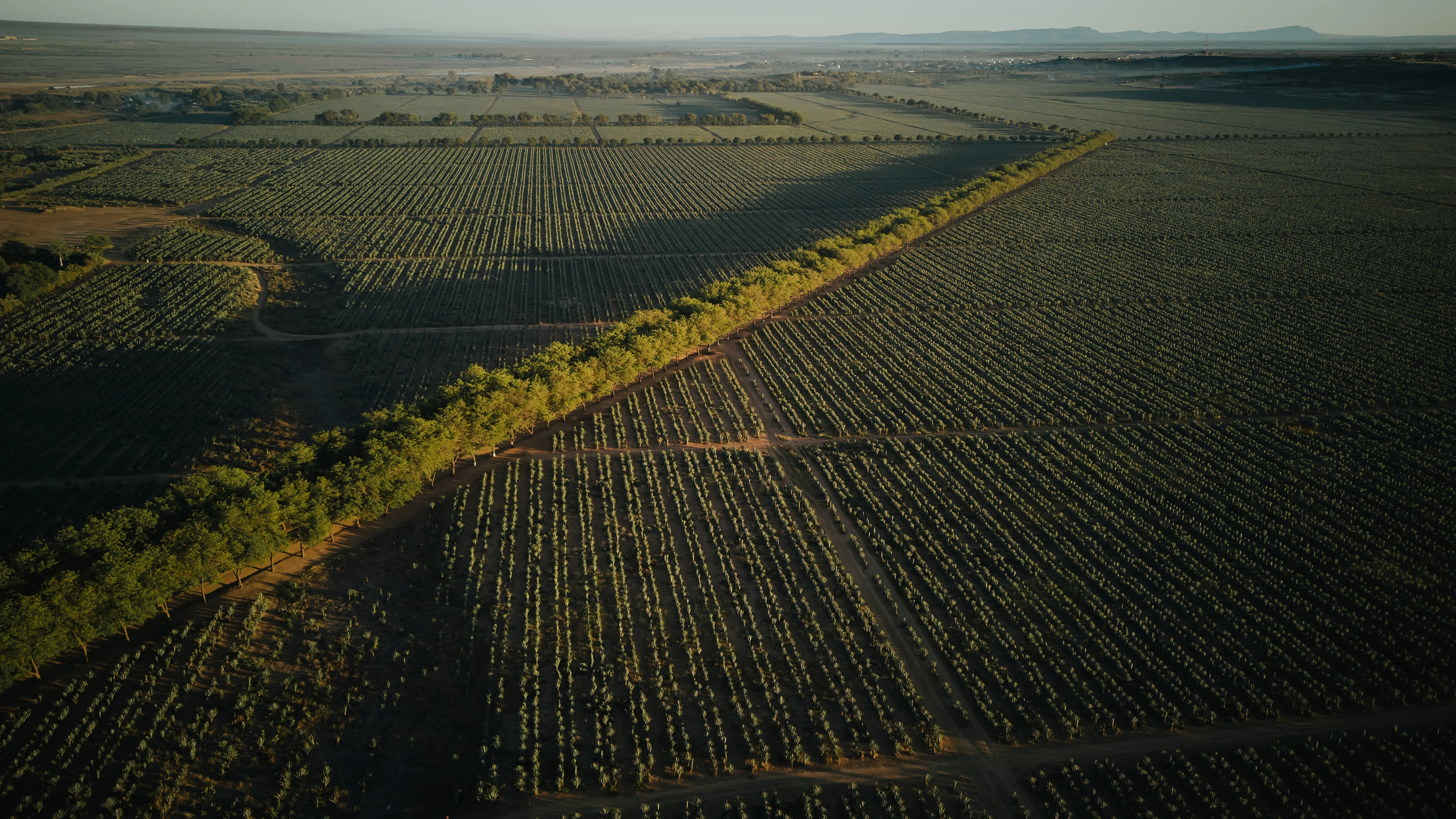 Plantations de sisal Gallois au Grand Sud de Madagascar