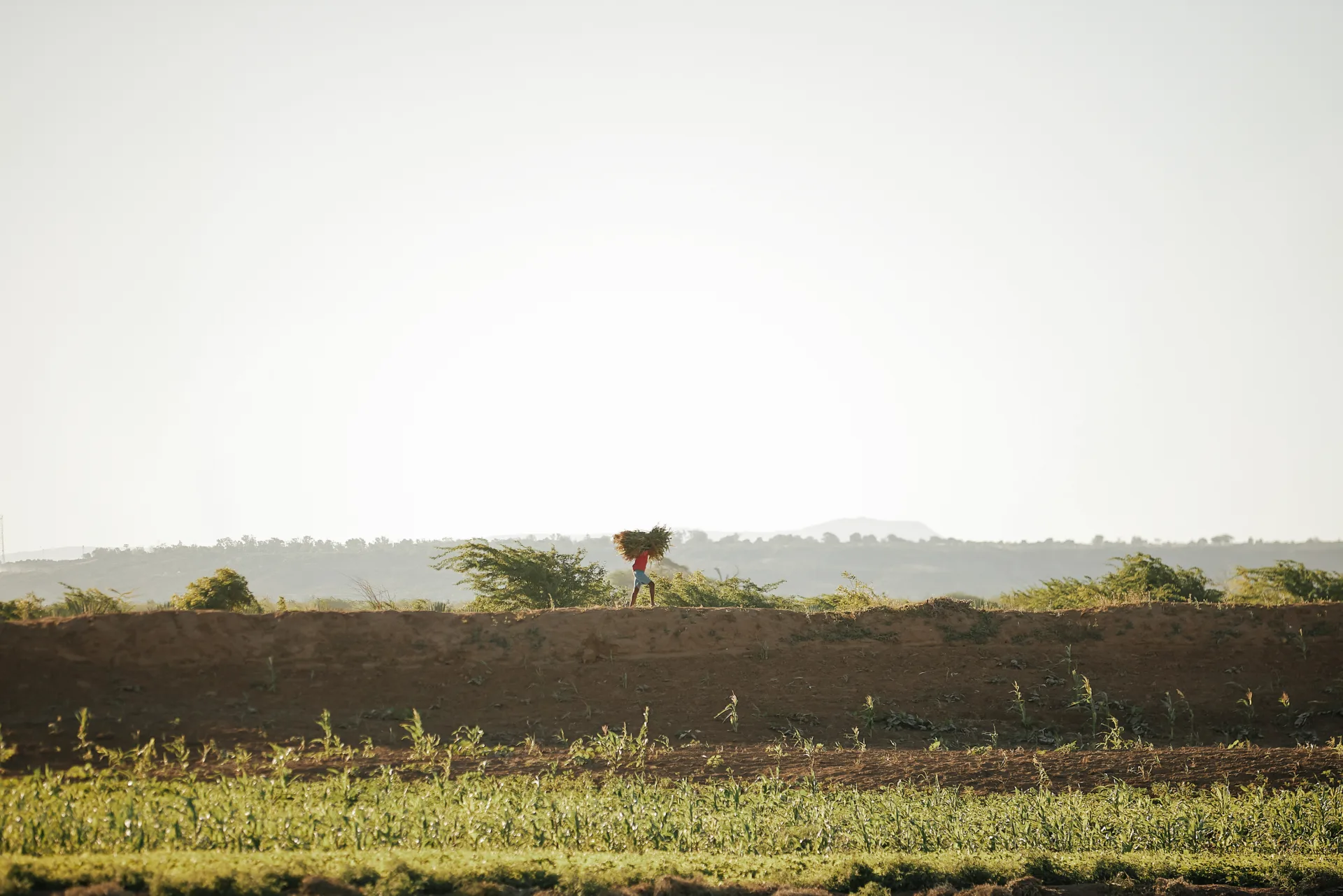 Champs de sisal Gallois Sisal — Impacts